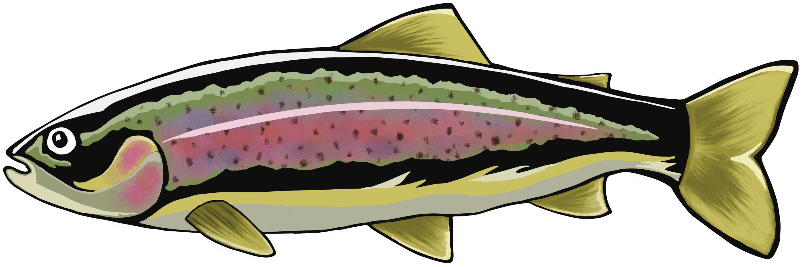 Illustrated Rainbow Trout