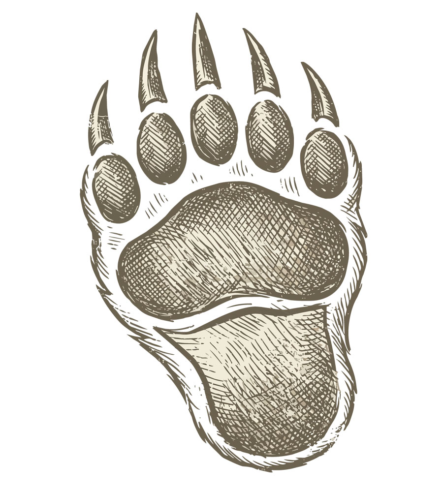 vintage style grizzly bear paw print illustration